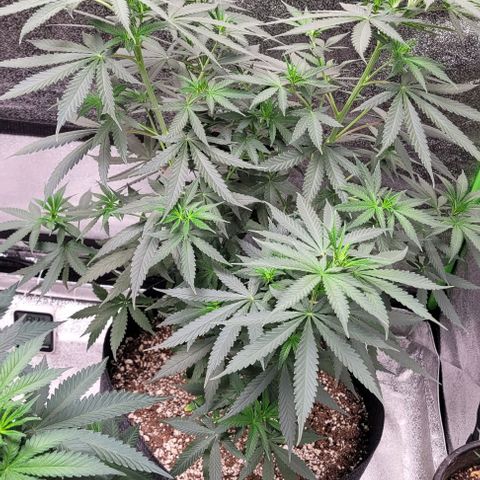 BG growlog timeline photo