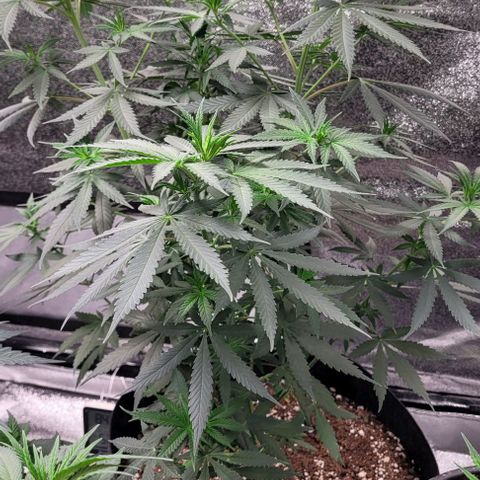 BG growlog timeline photo