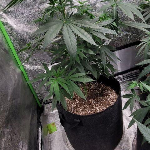 PBH growlog timeline photo