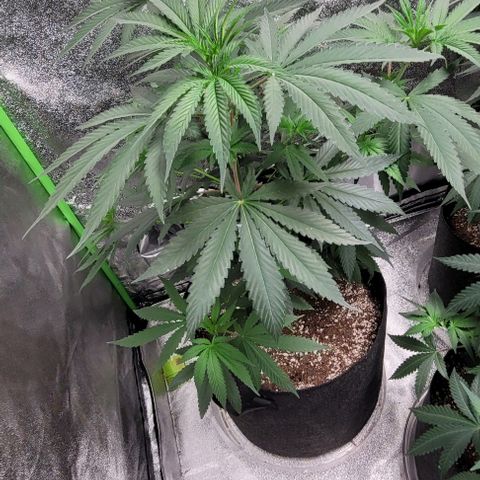 PBH growlog timeline photo
