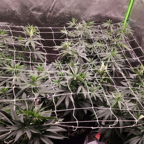 BG growlog photo: Placed net
