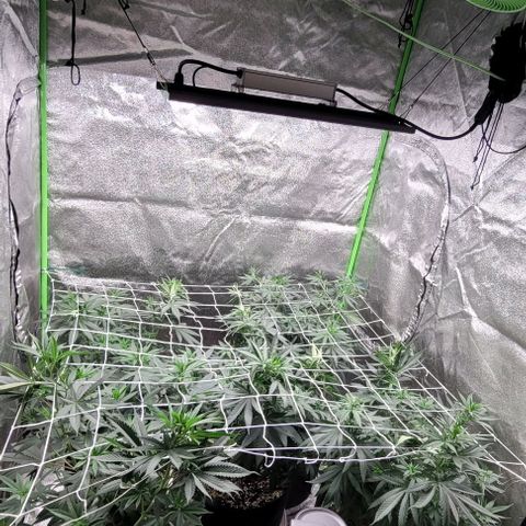 BG growlog photo: Placed net
