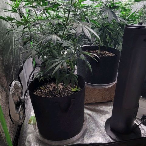 PBH growlog photo: Placed net