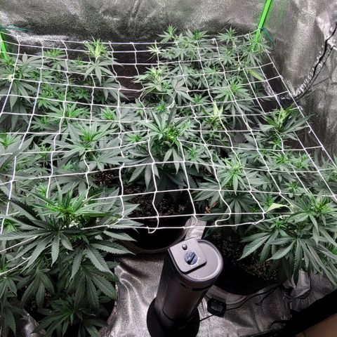 PBH growlog photo: Placed net