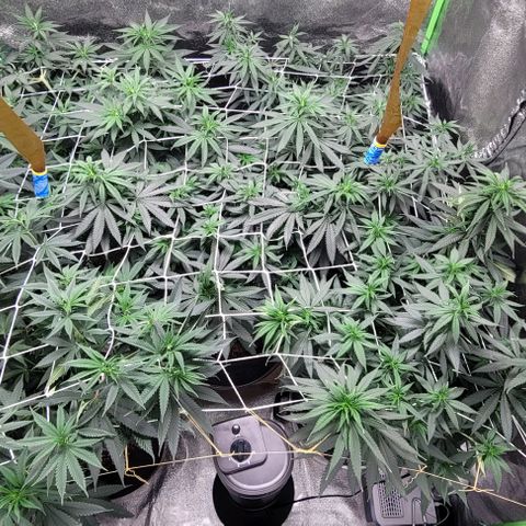 BG growlog timeline photo