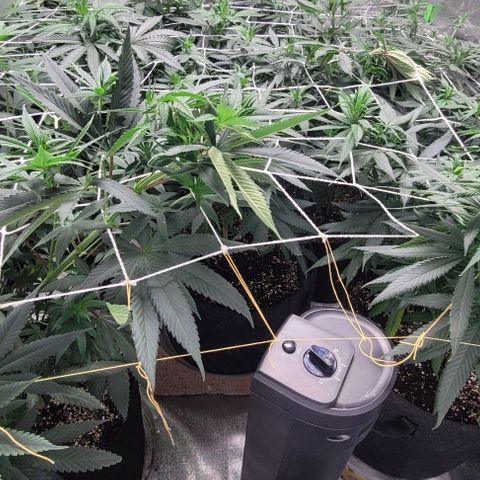 BG growlog timeline photo