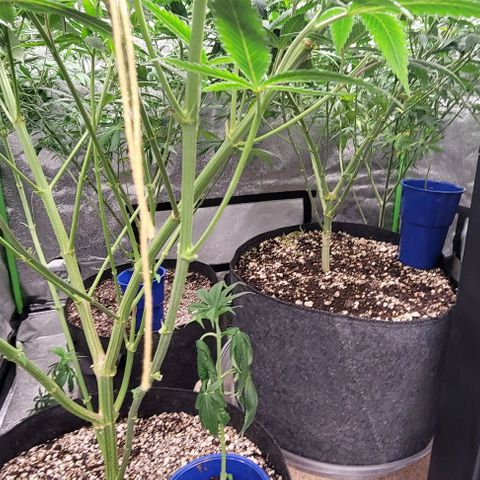 BG growlog photo: 2 clones of each plant