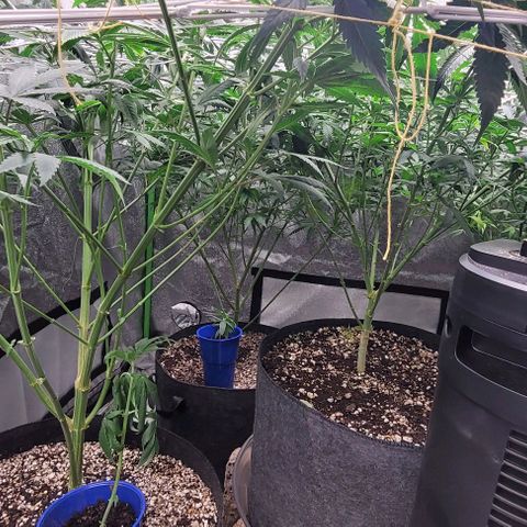 BG growlog photo: 2 clones of each plant