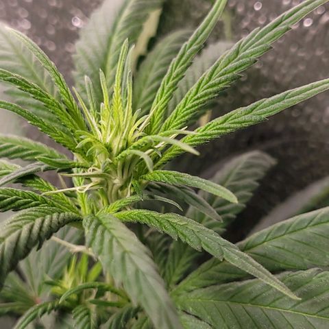 BG growlog timeline photo