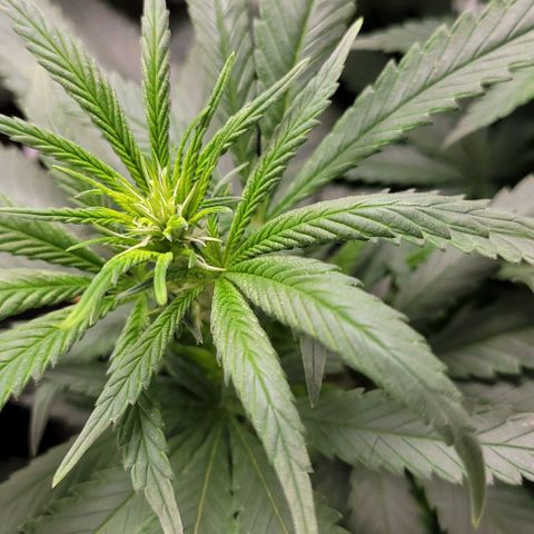 BG growlog timeline photo