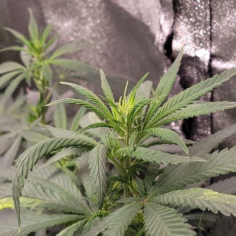 BG growlog timeline photo