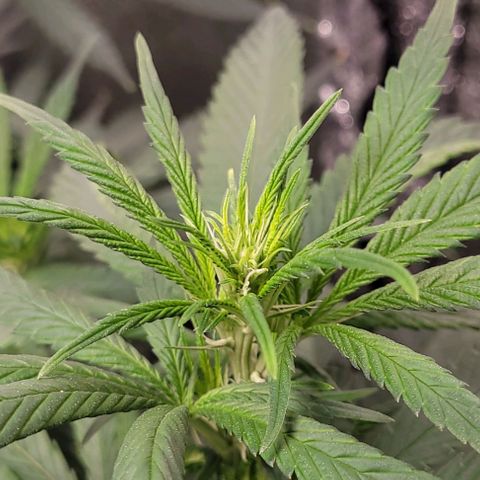 BG growlog timeline photo
