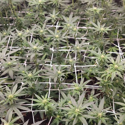 BG growlog timeline photo