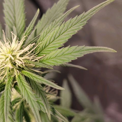 BG growlog timeline photo