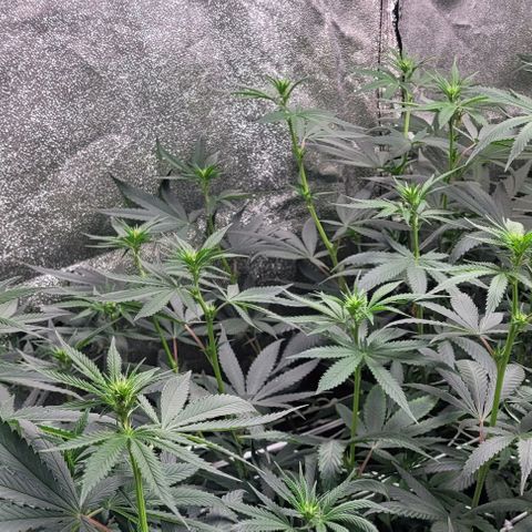 PBH growlog timeline photo