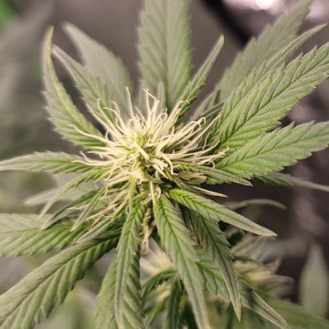 PBH growlog timeline photo