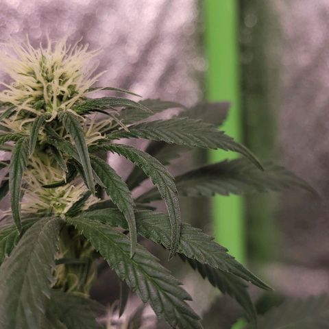 BG growlog timeline photo