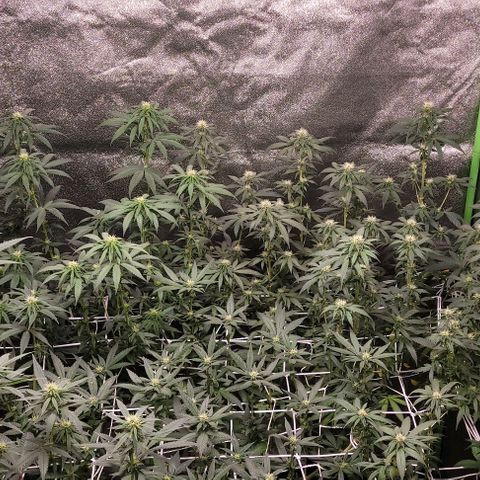 BG growlog timeline photo