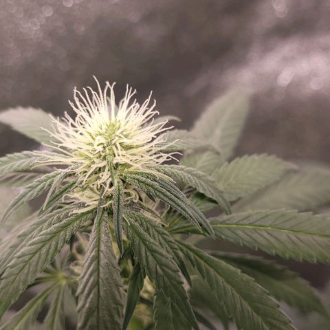 BG growlog timeline photo