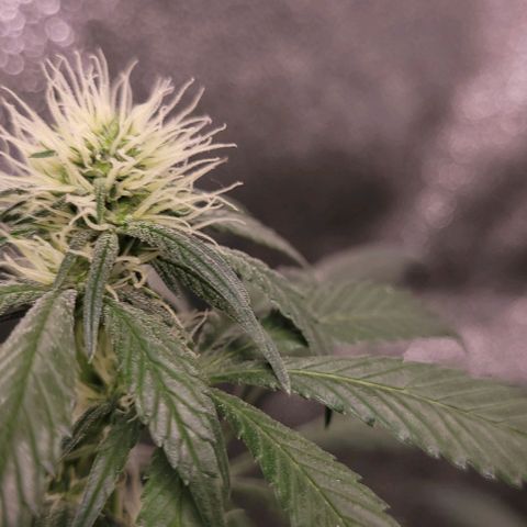 BG growlog timeline photo