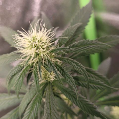 BG growlog timeline photo