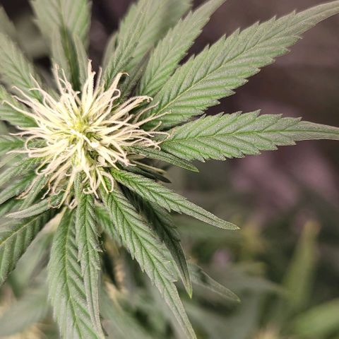 PBH growlog timeline photo