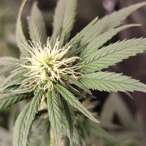 PBH growlog timeline photo