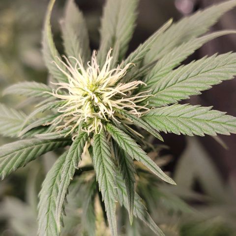 PBH growlog timeline photo