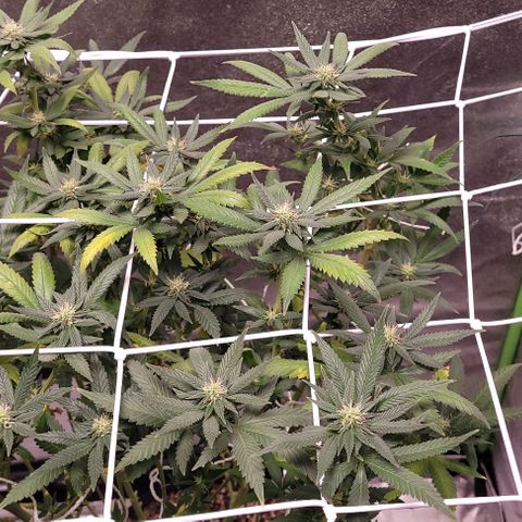 BG growlog timeline photo