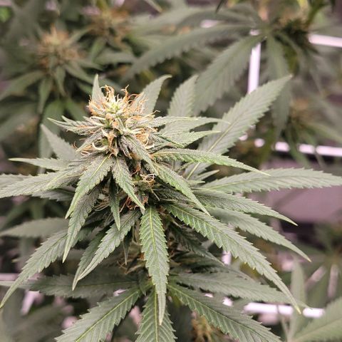 PBH growlog timeline photo