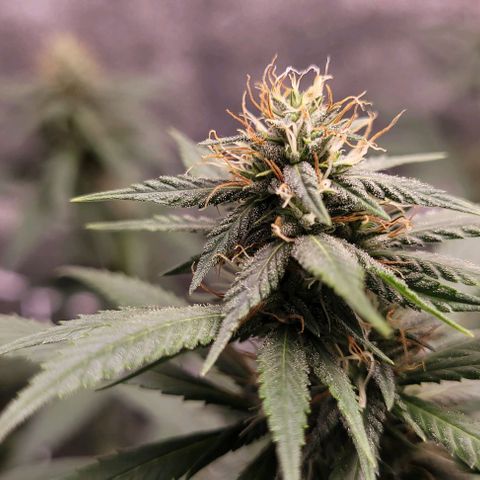 PBH growlog timeline photo