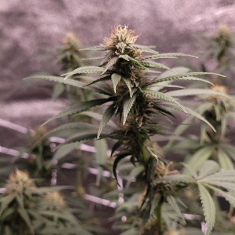 PBH growlog timeline photo