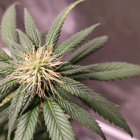PBH growlog timeline photo