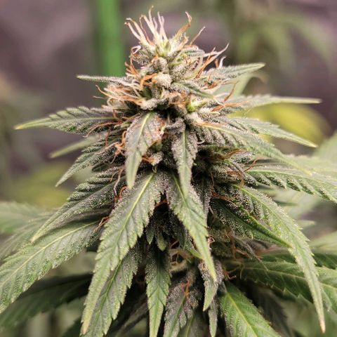 BG growlog timeline photo