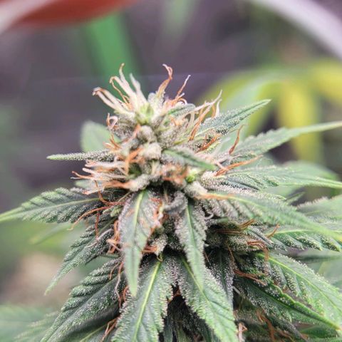 BG growlog timeline photo