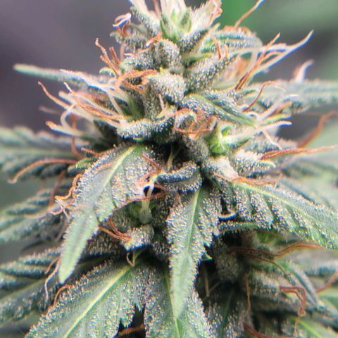 BG growlog timeline photo