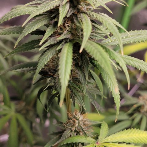 BG growlog timeline photo