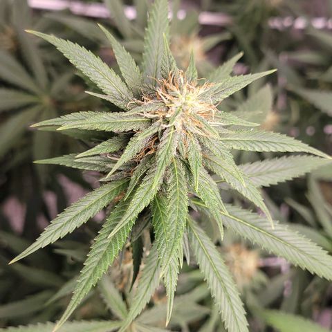 PBH growlog timeline photo