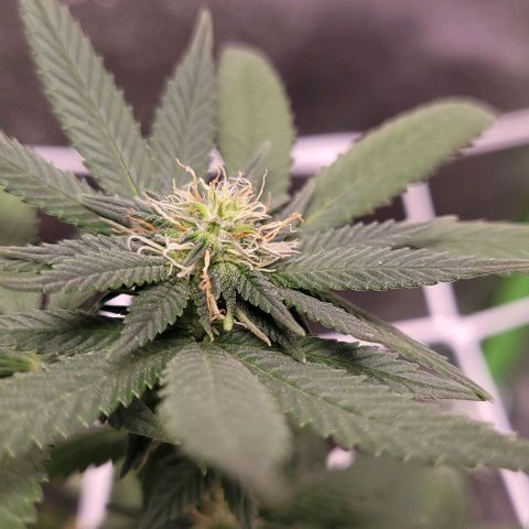 PBH growlog timeline photo