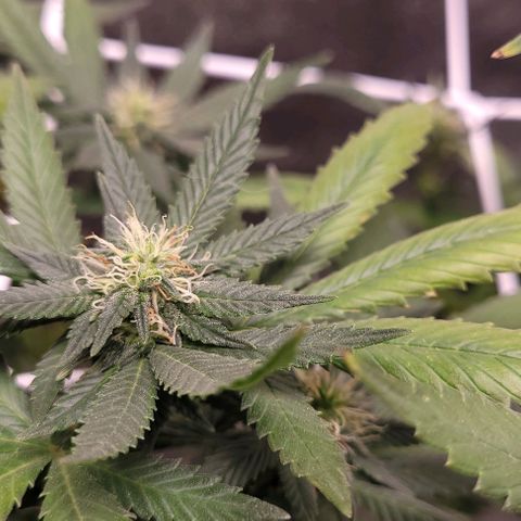 PBH growlog timeline photo