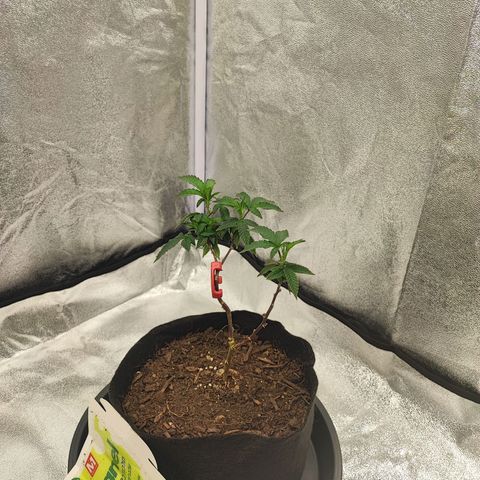 Frosty growlog photo: Add little compost on top and mist with water