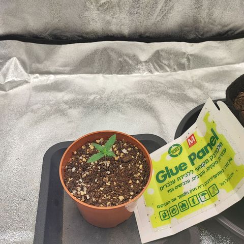 Sonic growlog timeline photo