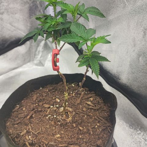 Frosty growlog timeline photo