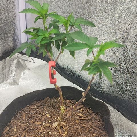 Frosty growlog timeline photo