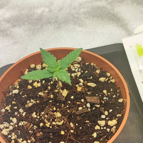Sonic growlog timeline photo