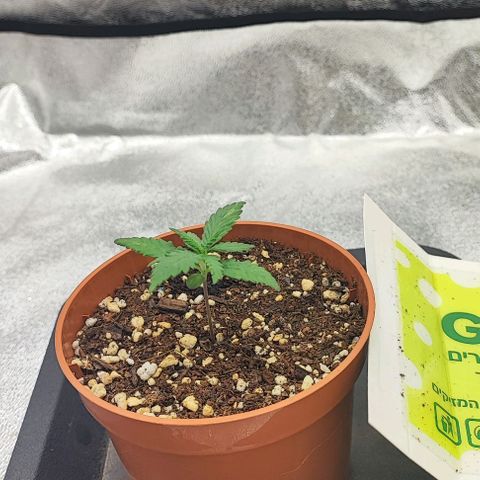 Sonic growlog timeline photo
