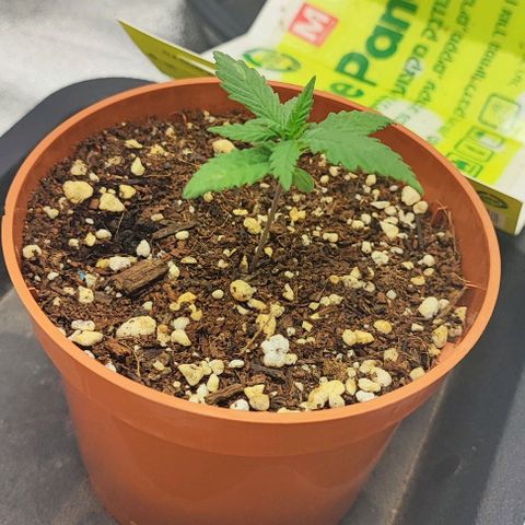 Sonic growlog timeline photo