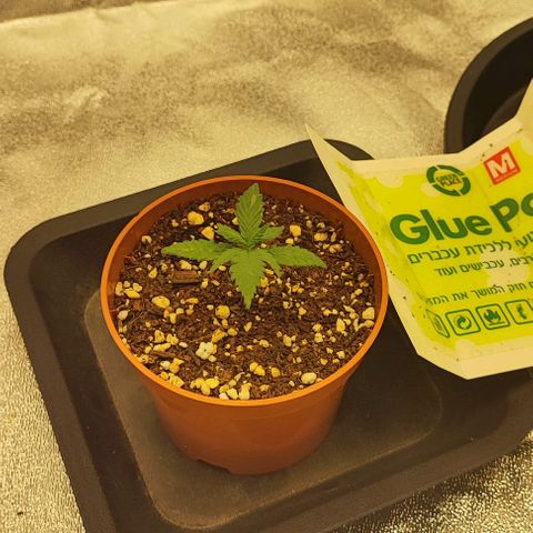 Sonic growlog timeline photo