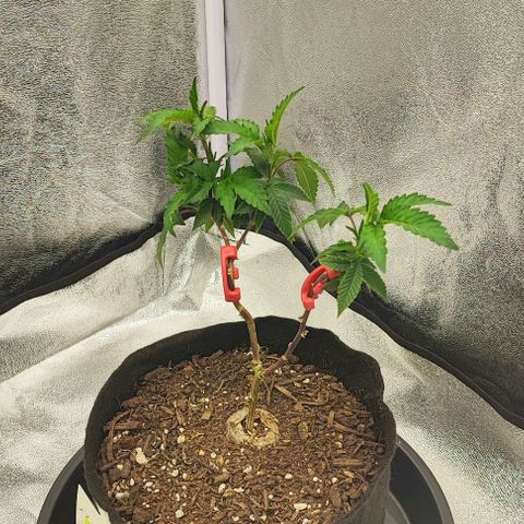 Frosty growlog timeline photo