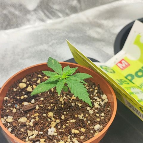 Sonic growlog timeline photo